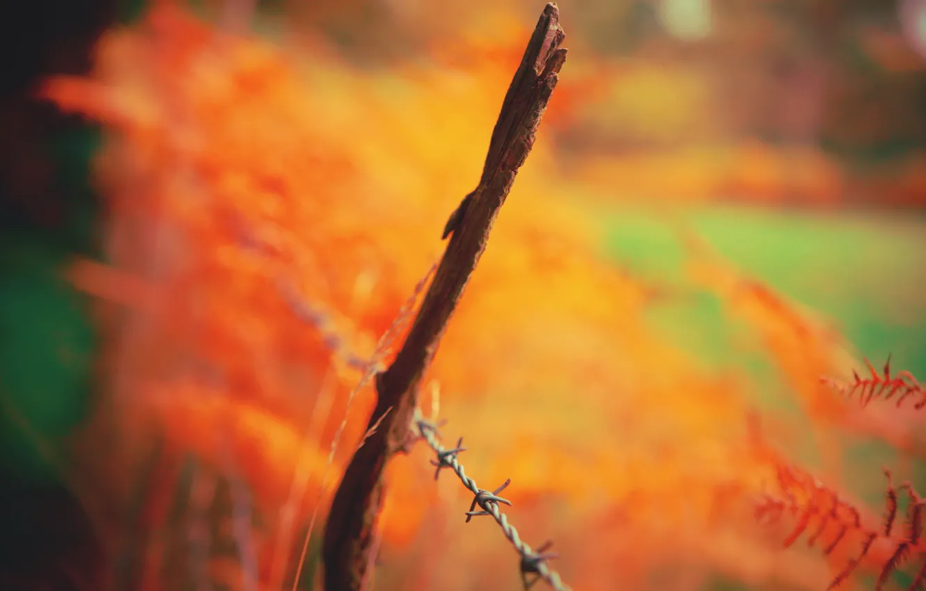 Photo wallpaper background, the fence, color