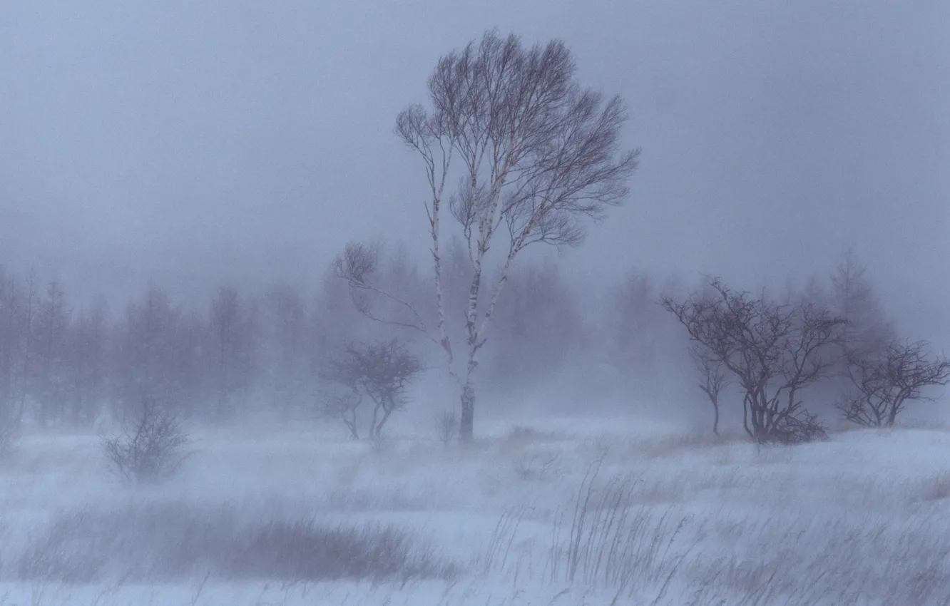 Photo wallpaper trees, Winter, Snow, birch
