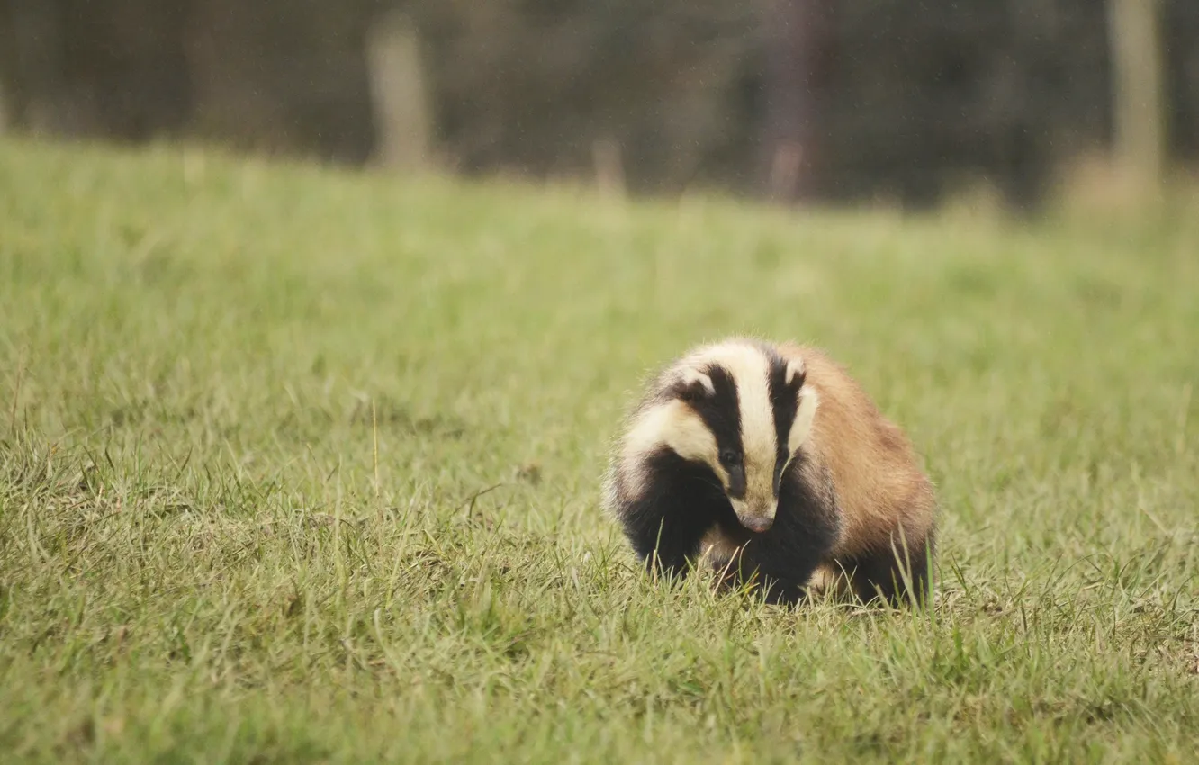 Photo wallpaper grass, background, face, badger