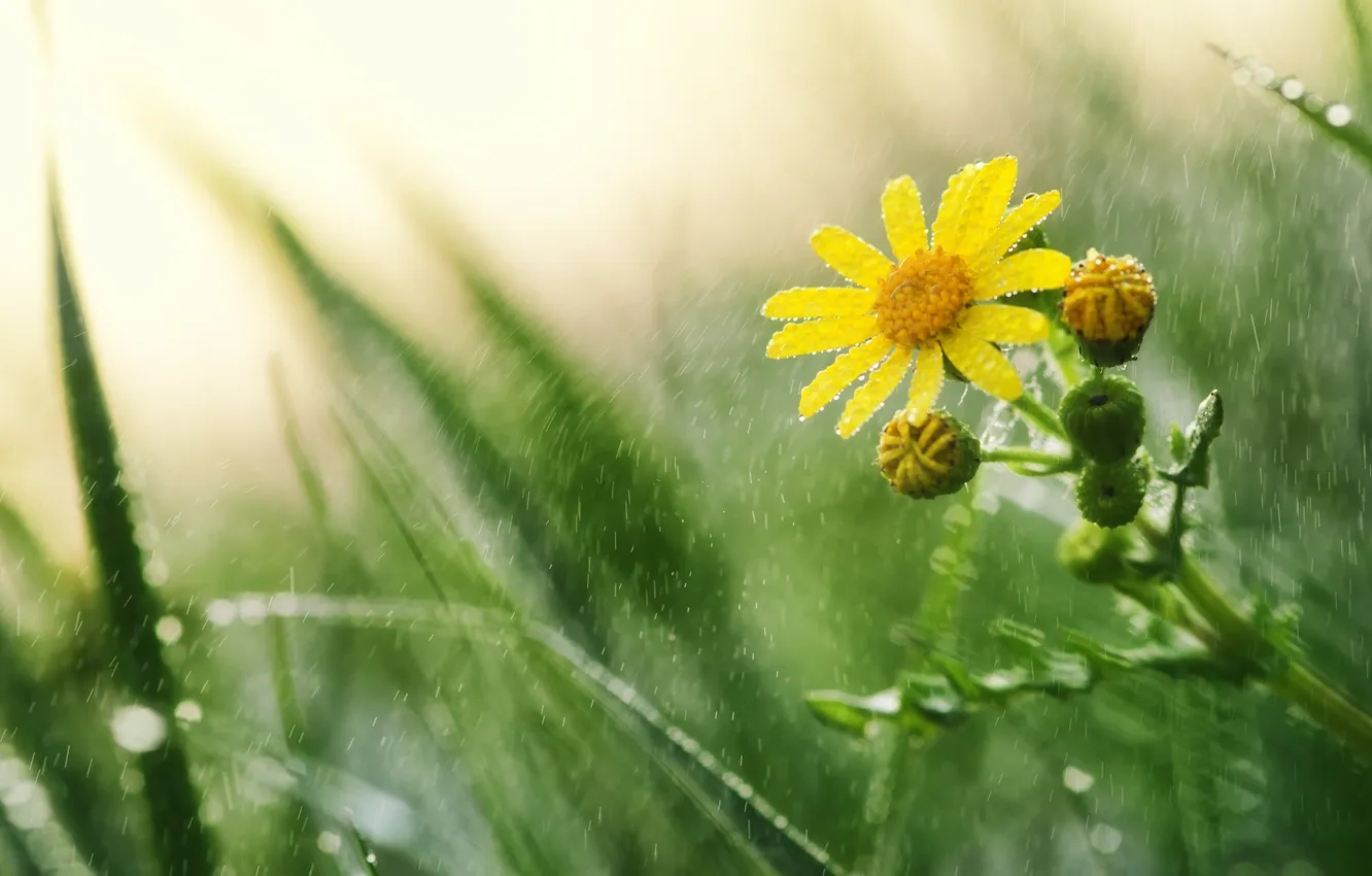 Photo wallpaper drops, macro, flowers, yellow, Rosa, rain, chamomile