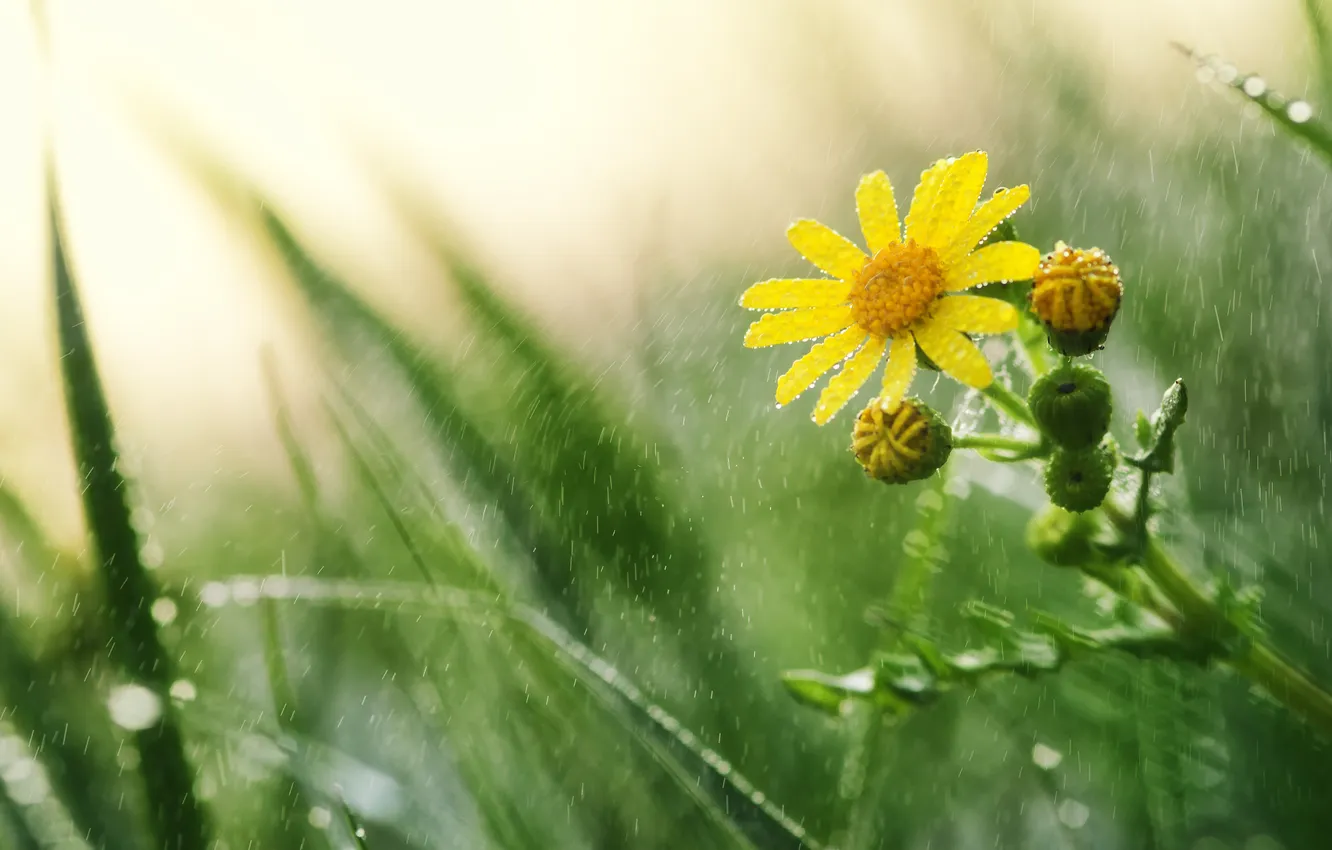 Photo wallpaper flower, drops, macro, yellow, Rosa, rain, Daisy