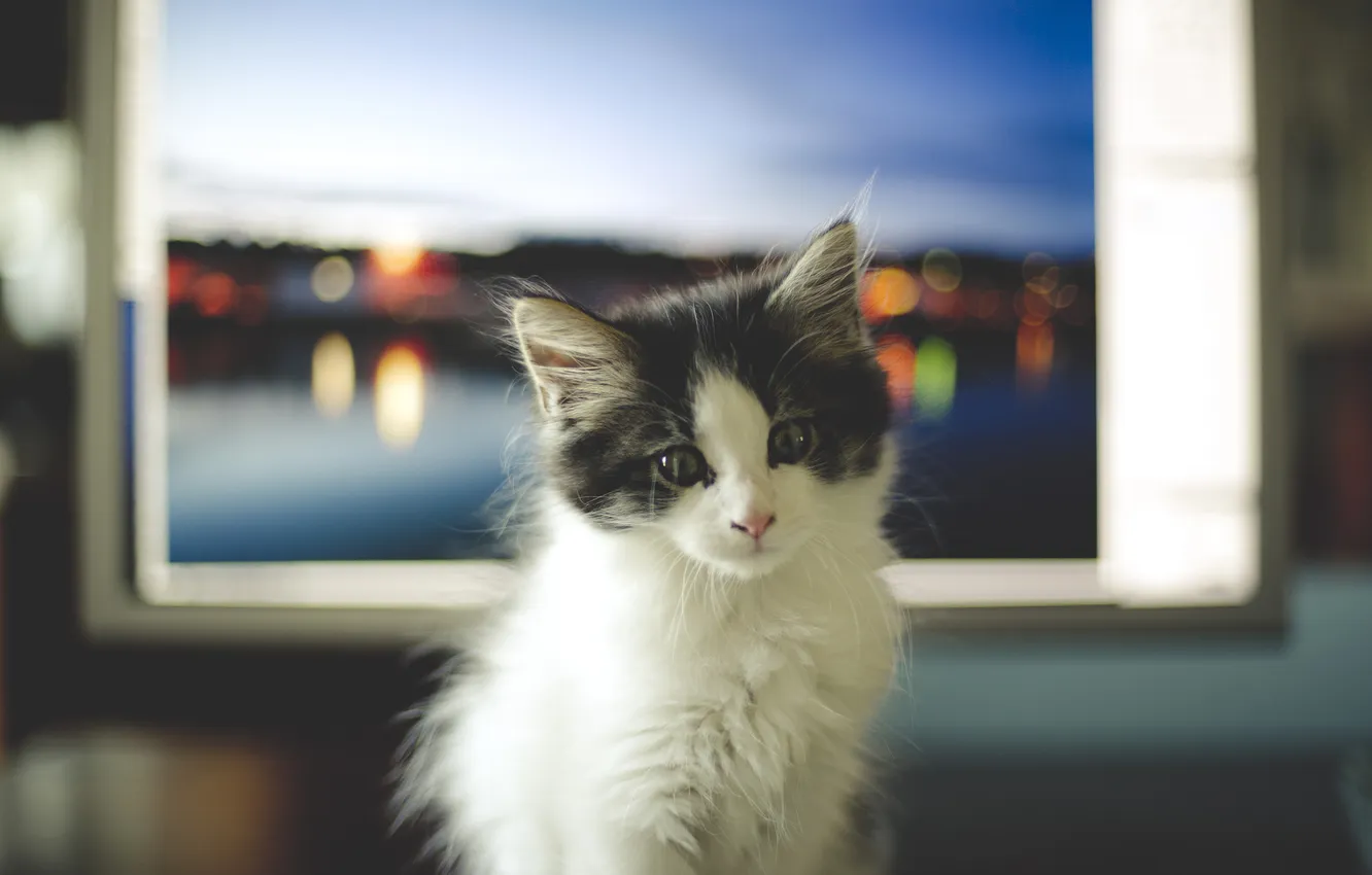 Photo wallpaper cat, look, background