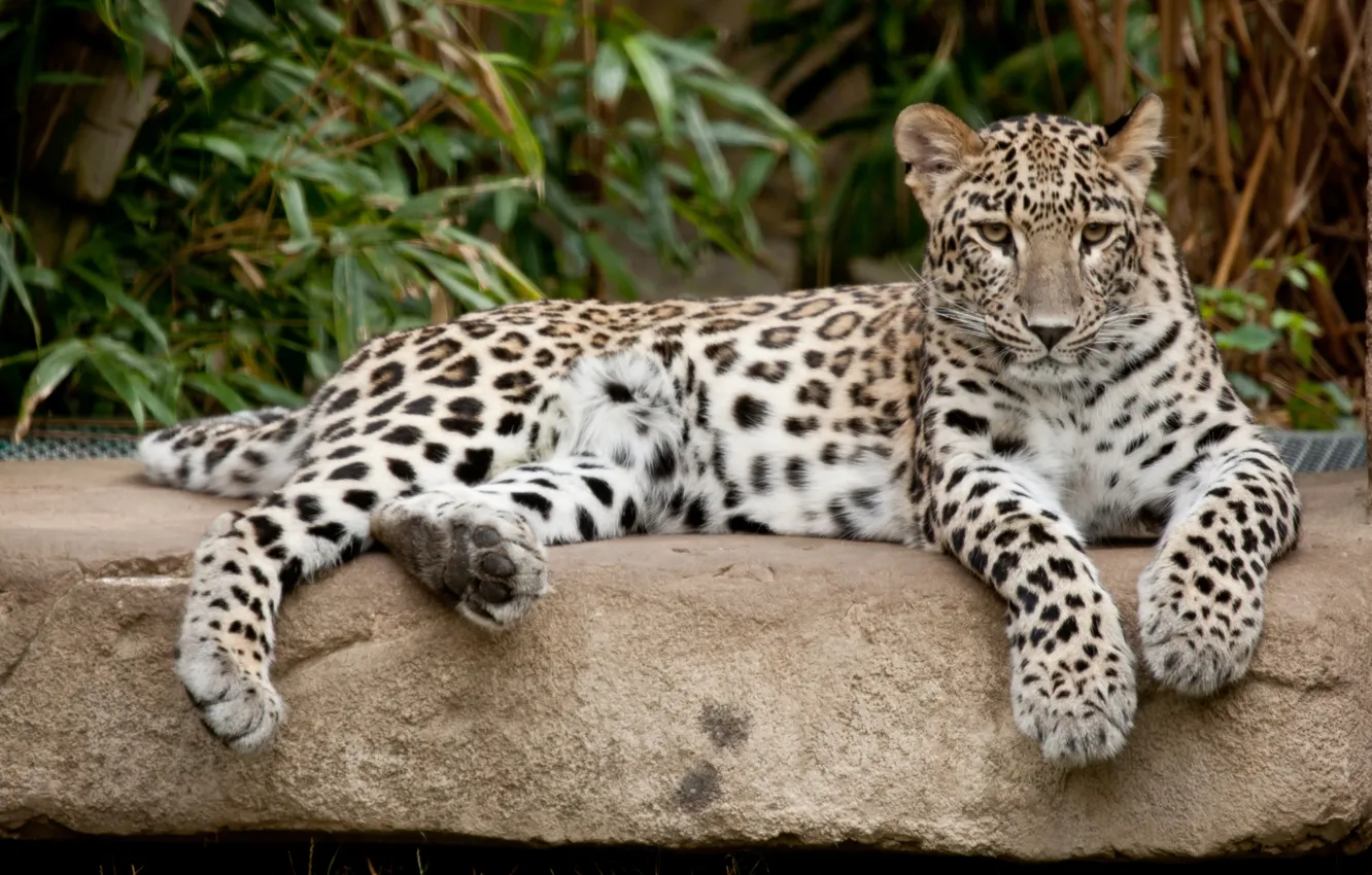 Photo wallpaper cat, stone, leopard, Persian