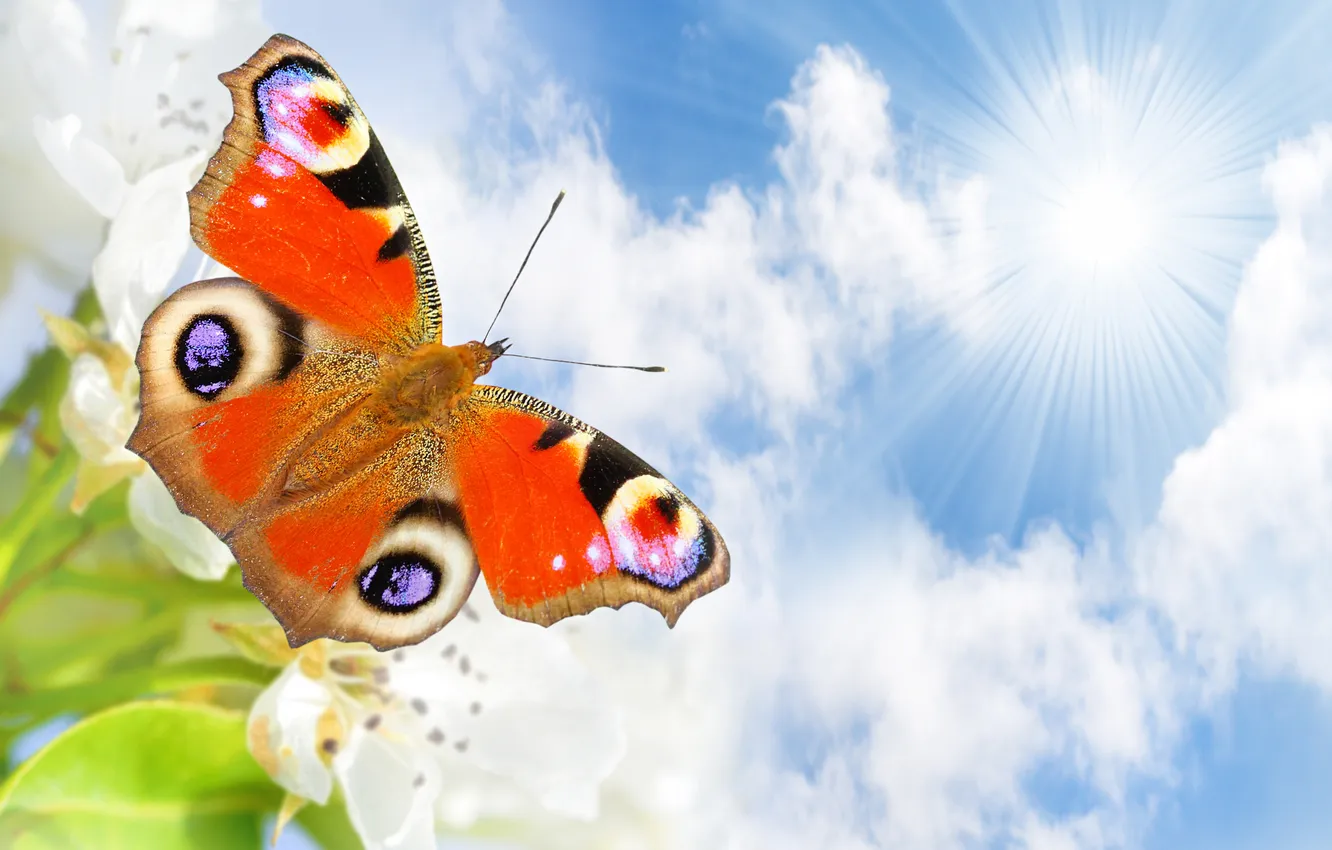 Photo wallpaper the sky, the sun, clouds, rays, nature, butterfly, white, flowers