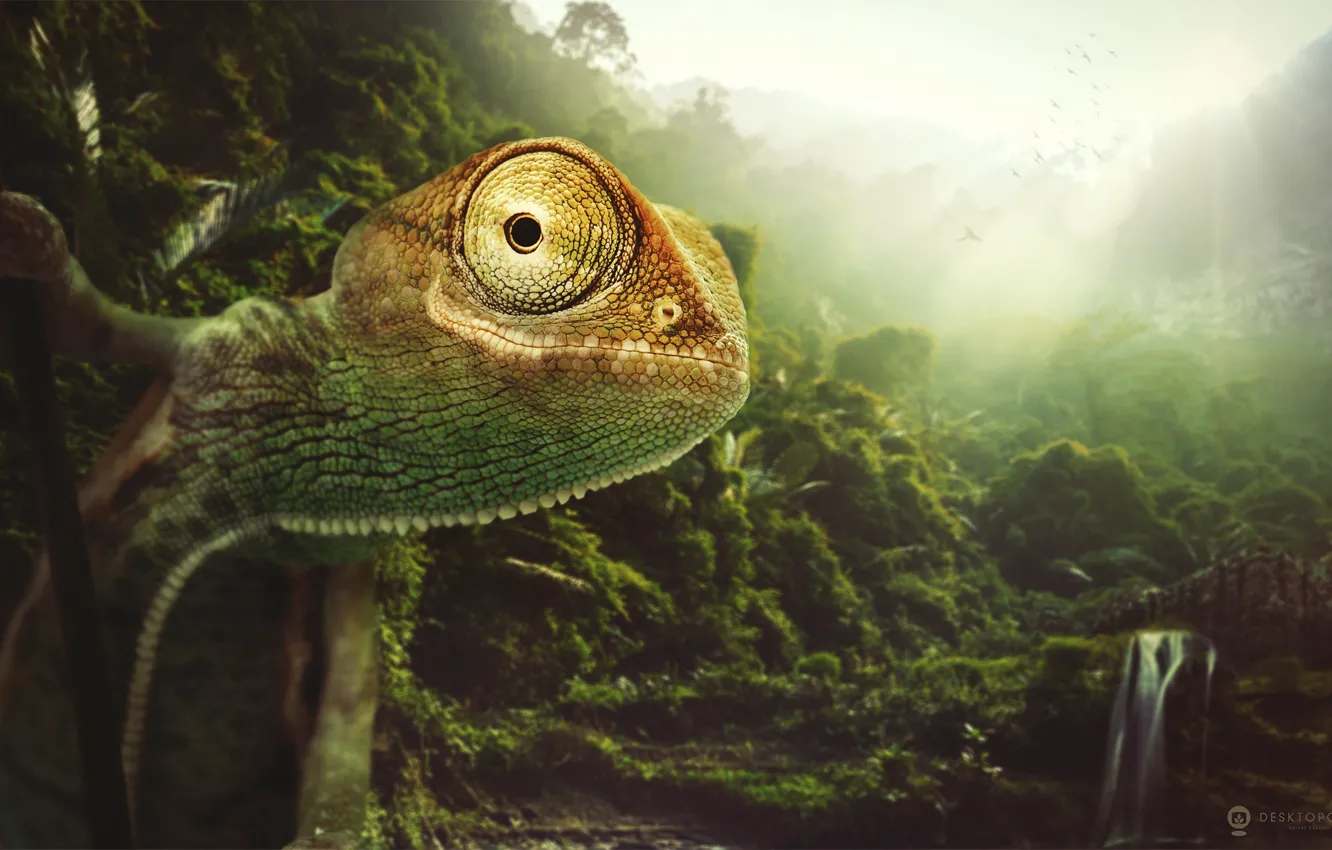 Photo wallpaper nature, chameleon, animal, desktopography, chameleon