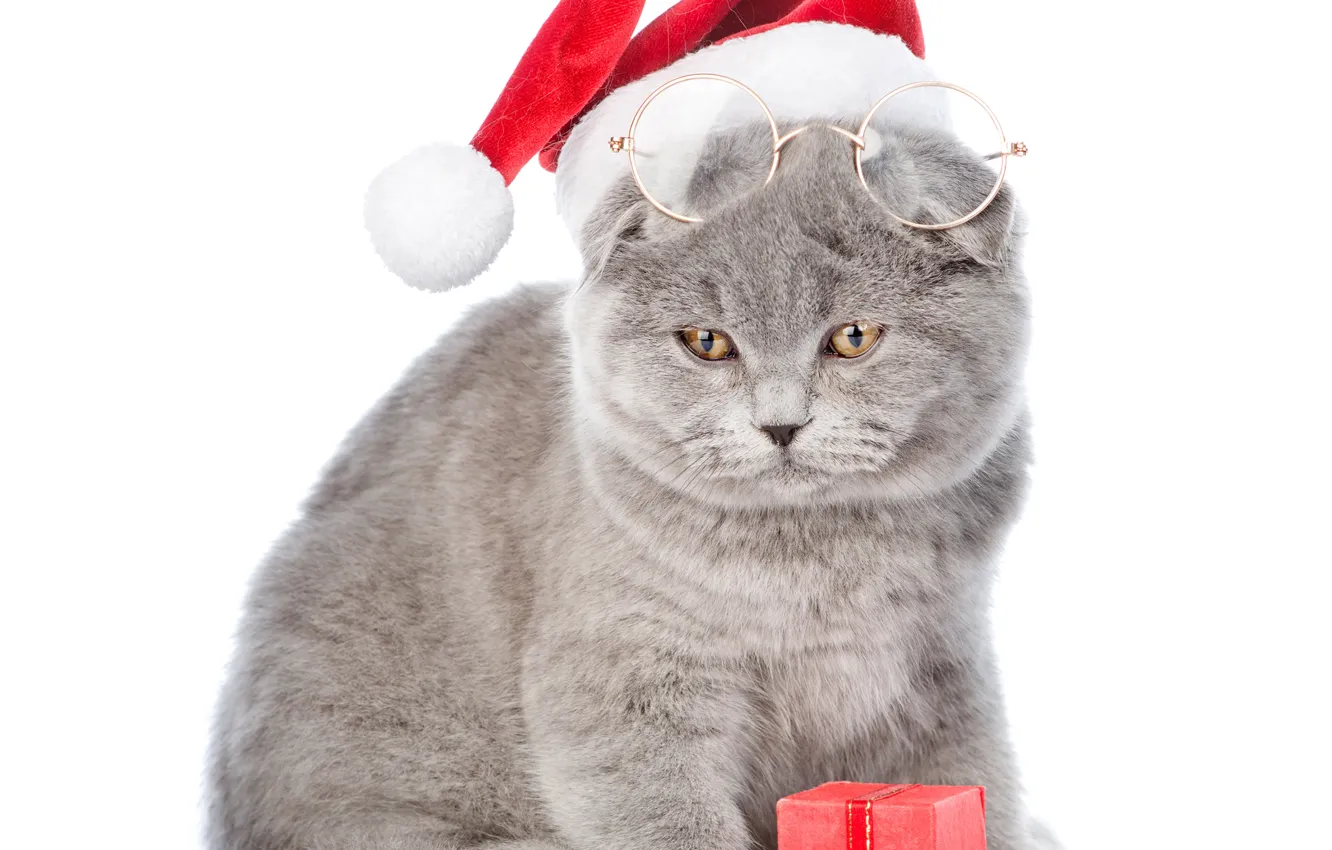 Photo wallpaper cat, hat, glasses, New year, Christmas, cats