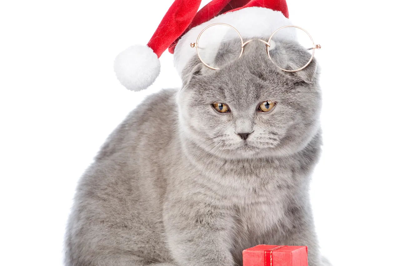 Photo wallpaper Christmas, glasses, cats, hat, cat, new year
