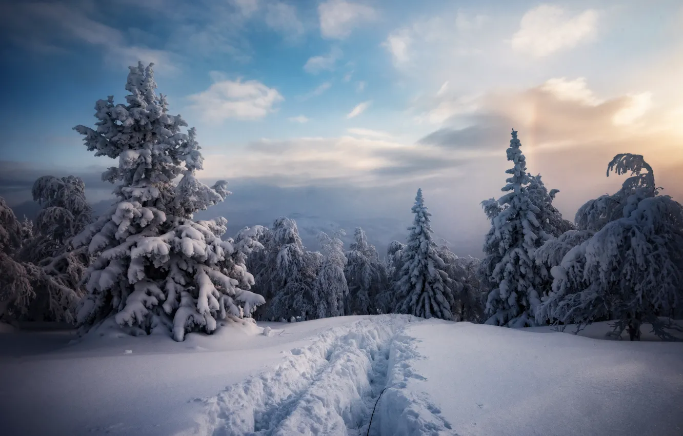 Photo wallpaper winter, forest, snow, trees, mountains, nature, ate, path