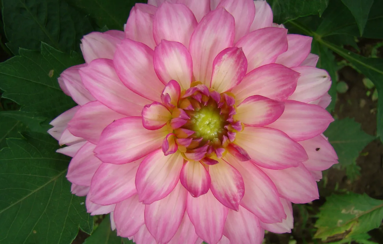 Photo wallpaper flowers, pink, dahlias