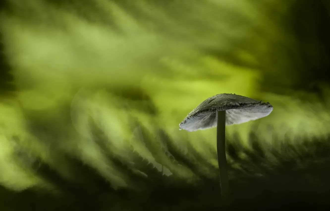 Photo wallpaper mushrooms, background, nature