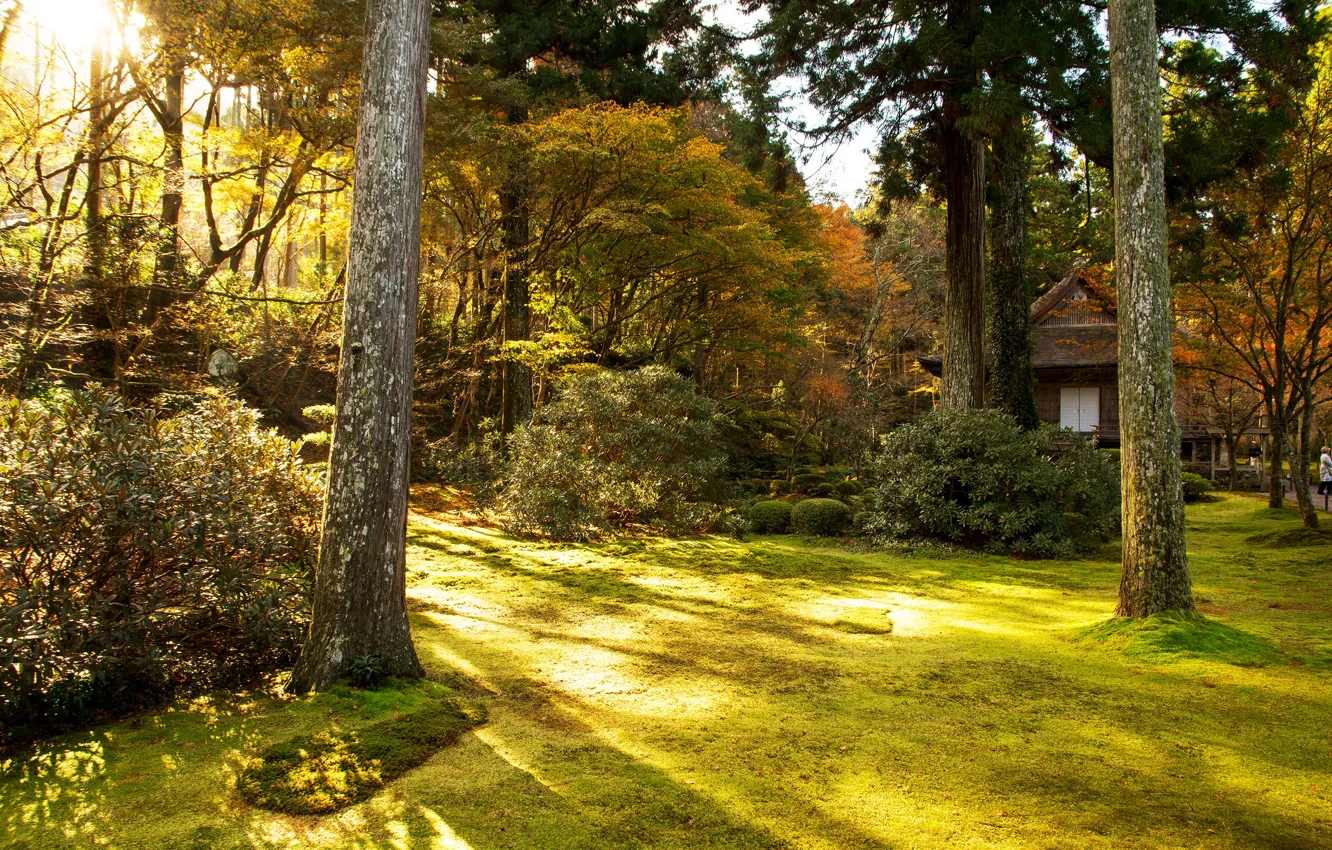 Photo wallpaper autumn, grass, the sun, trees, Park, Japan, Kyoto, the bushes