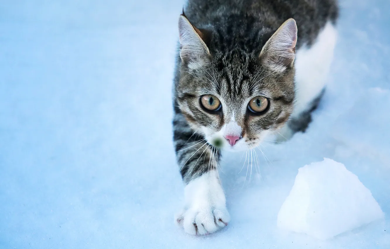 Photo wallpaper cat, cat, look, background, legs, muzzle