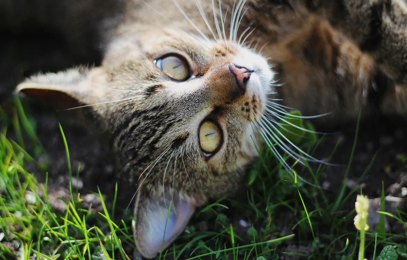 Photo wallpaper cat, grass, cat, mustache, look, face, close-up, nature