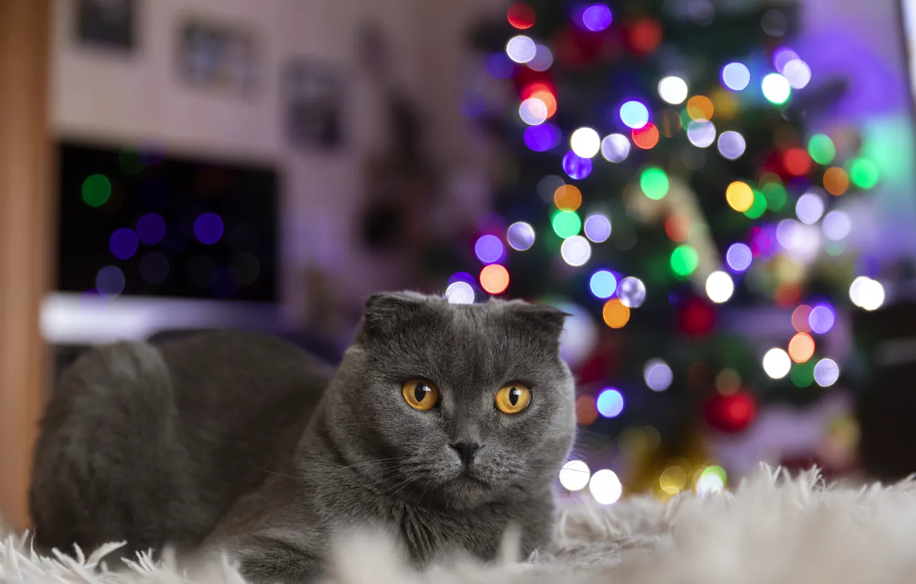 Photo wallpaper cat, new year, tree garland lights