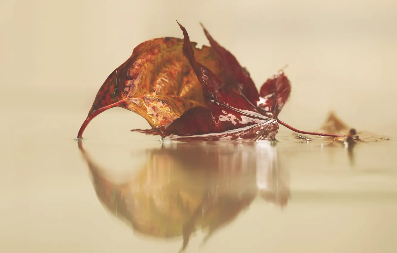Photo wallpaper water, autumn, leaves, reflection