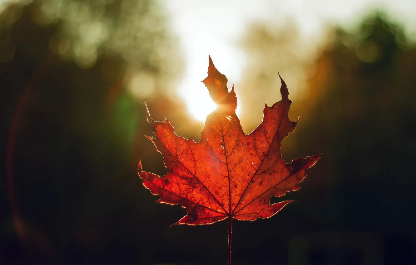 Photo wallpaper autumn, leaves, light, red, the dark background, one, leaf, maple