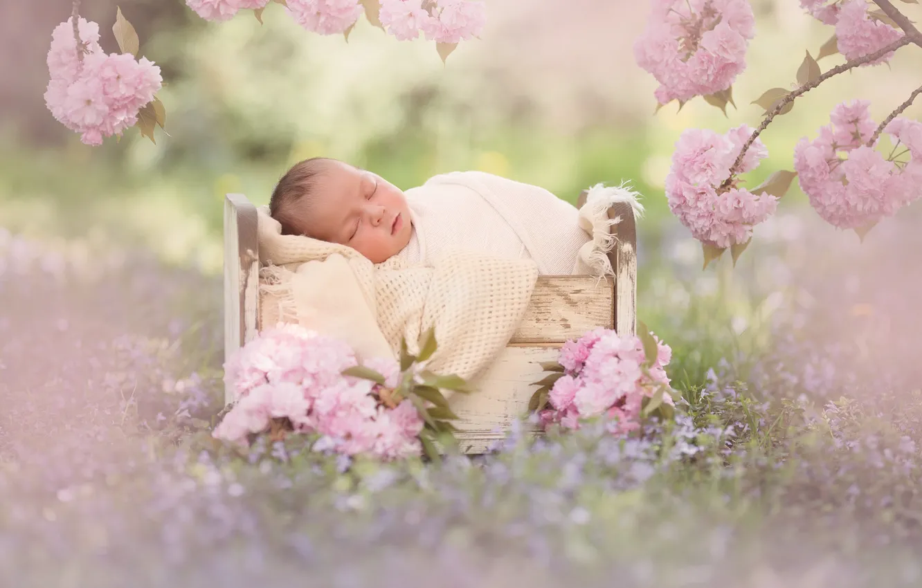 Photo wallpaper flowers, branches, sleep, Sakura, baby, flowering, baby, cot