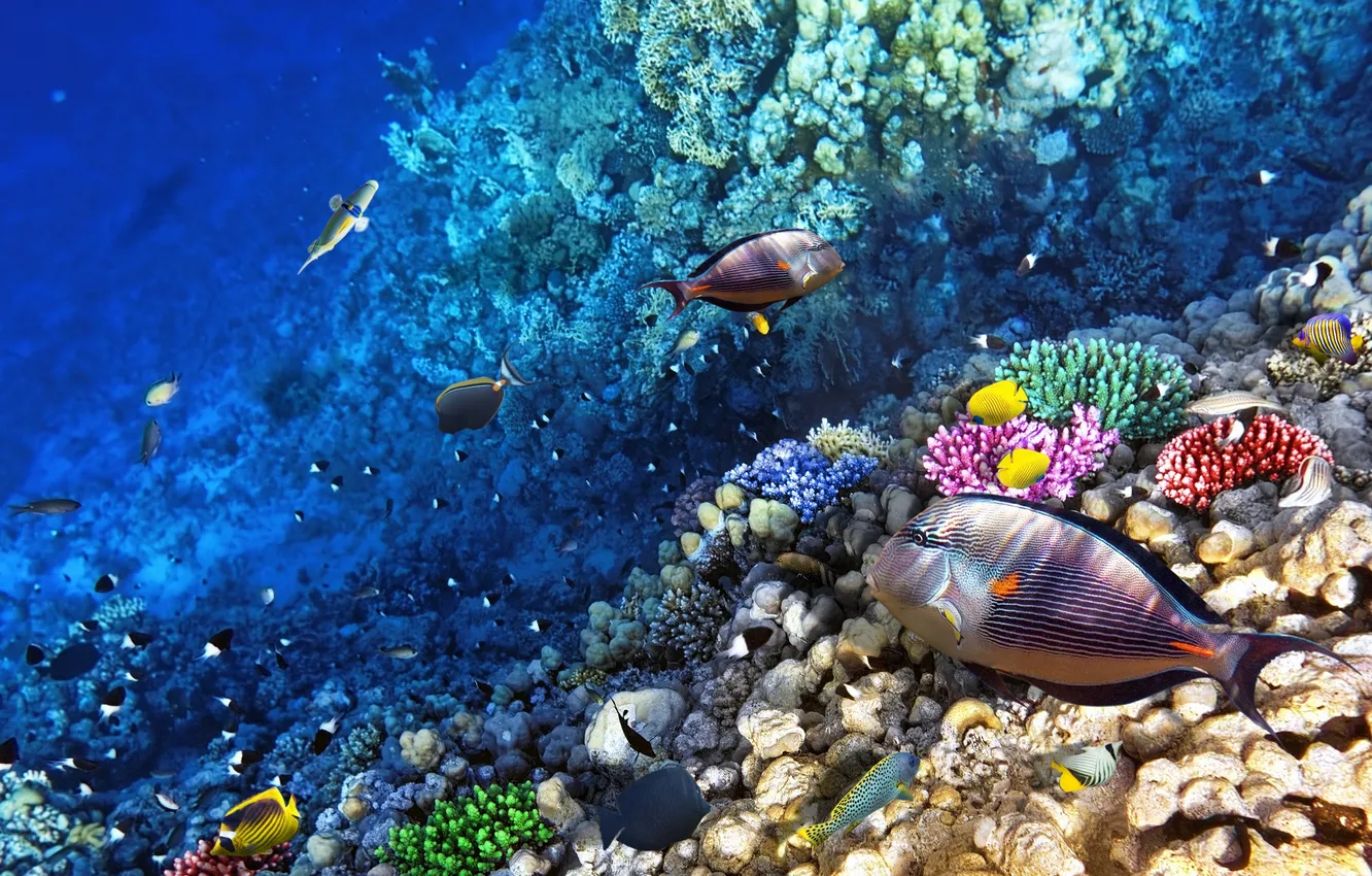Photo wallpaper sea, fish, the ocean, reef