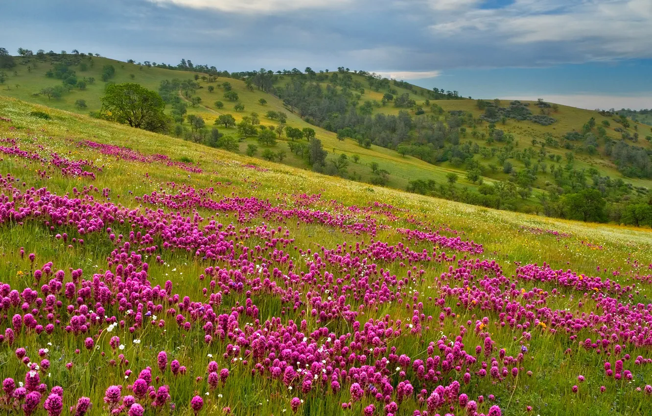 Photo wallpaper the sky, flowers, mountains, meadow