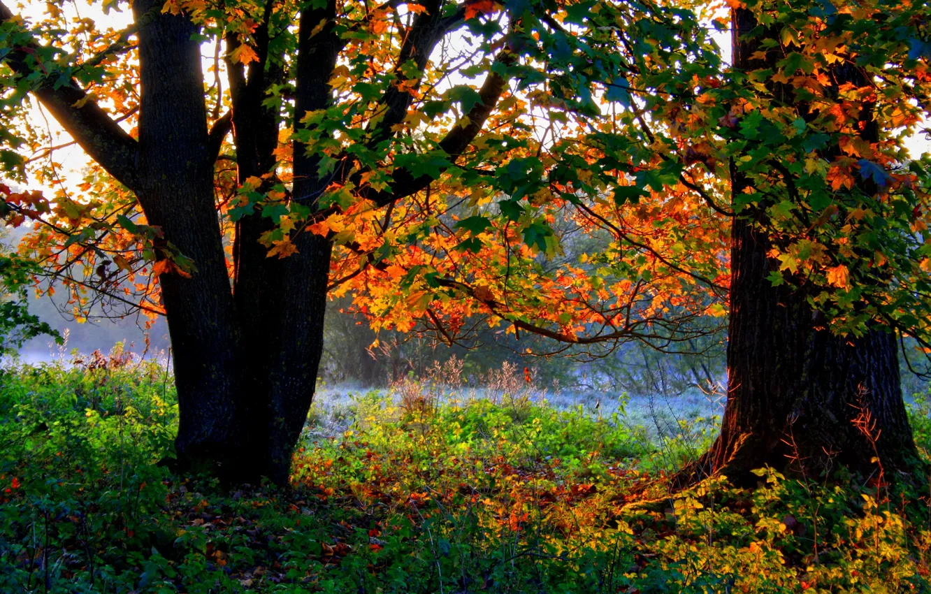 Photo wallpaper autumn, forest, grass, trees, foliage