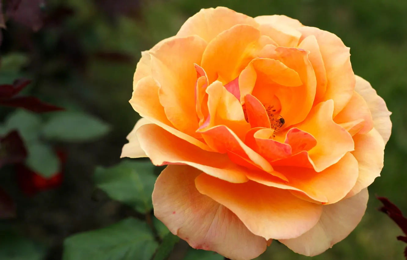 Photo wallpaper flowers, roses, Orange rose