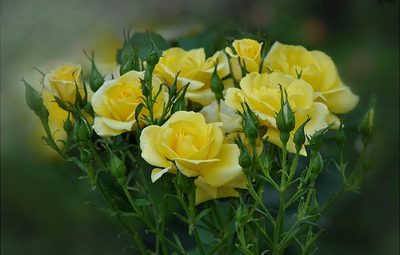 Photo wallpaper Bush, roses, yellow roses