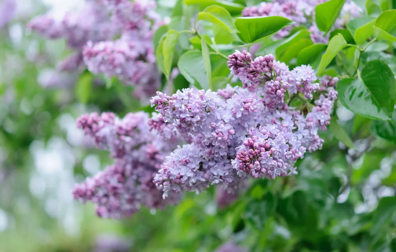 Photo wallpaper leaves, branches, lilac, bokeh, inflorescence