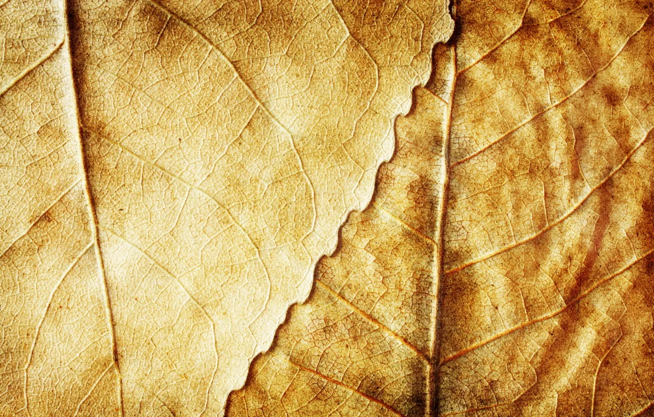 Photo wallpaper autumn, leaves, background, yellow, dry