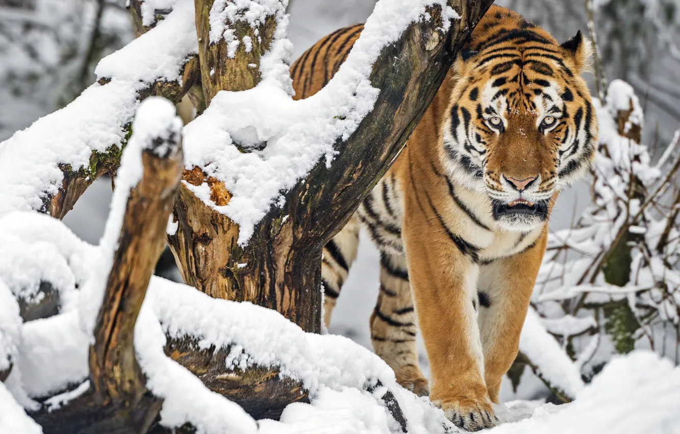 Photo wallpaper look, tiger, snow, winter, branches