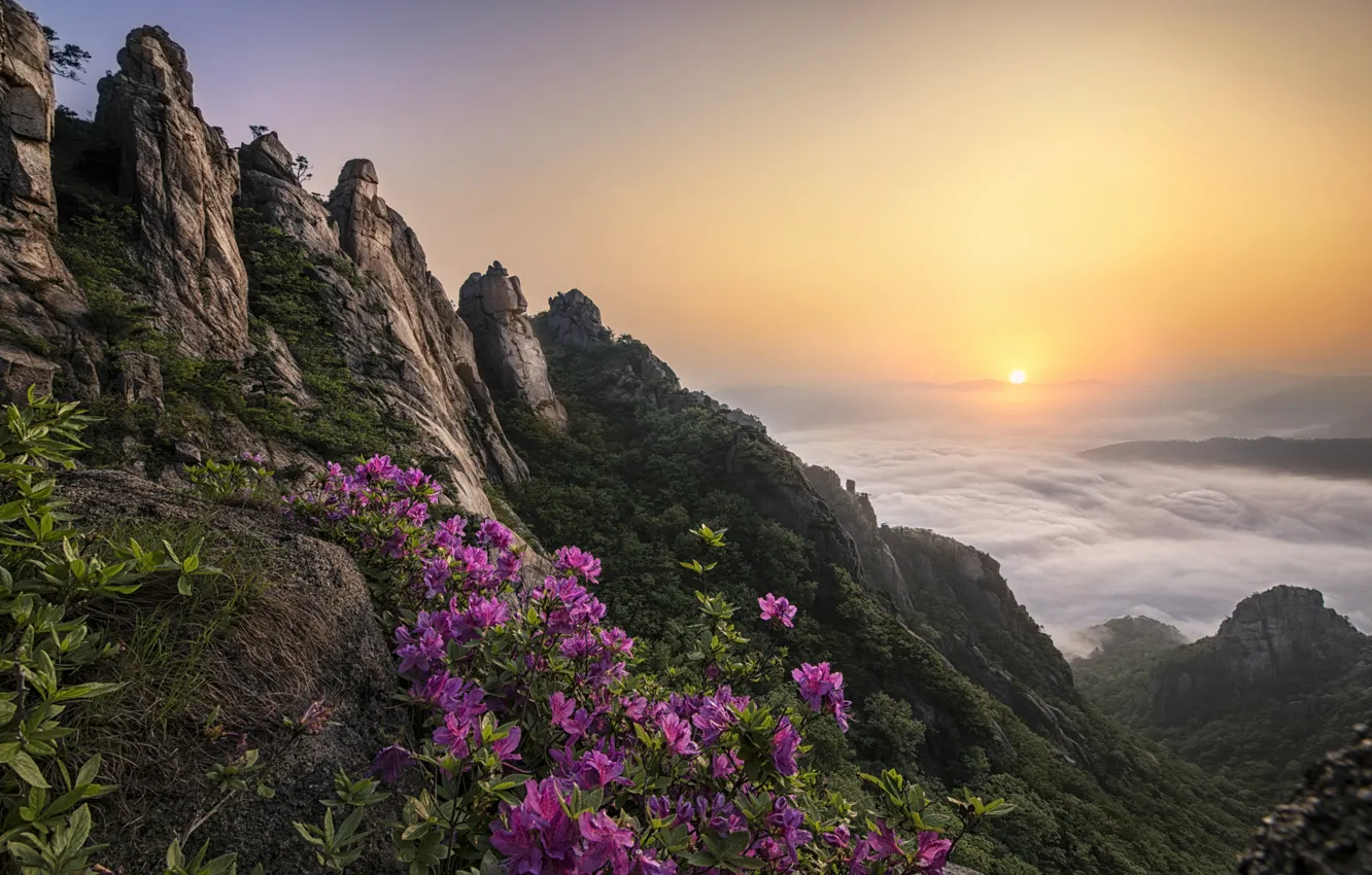 Photo wallpaper clouds, landscape, flowers, mountains, nature, fog, rocks, dawn