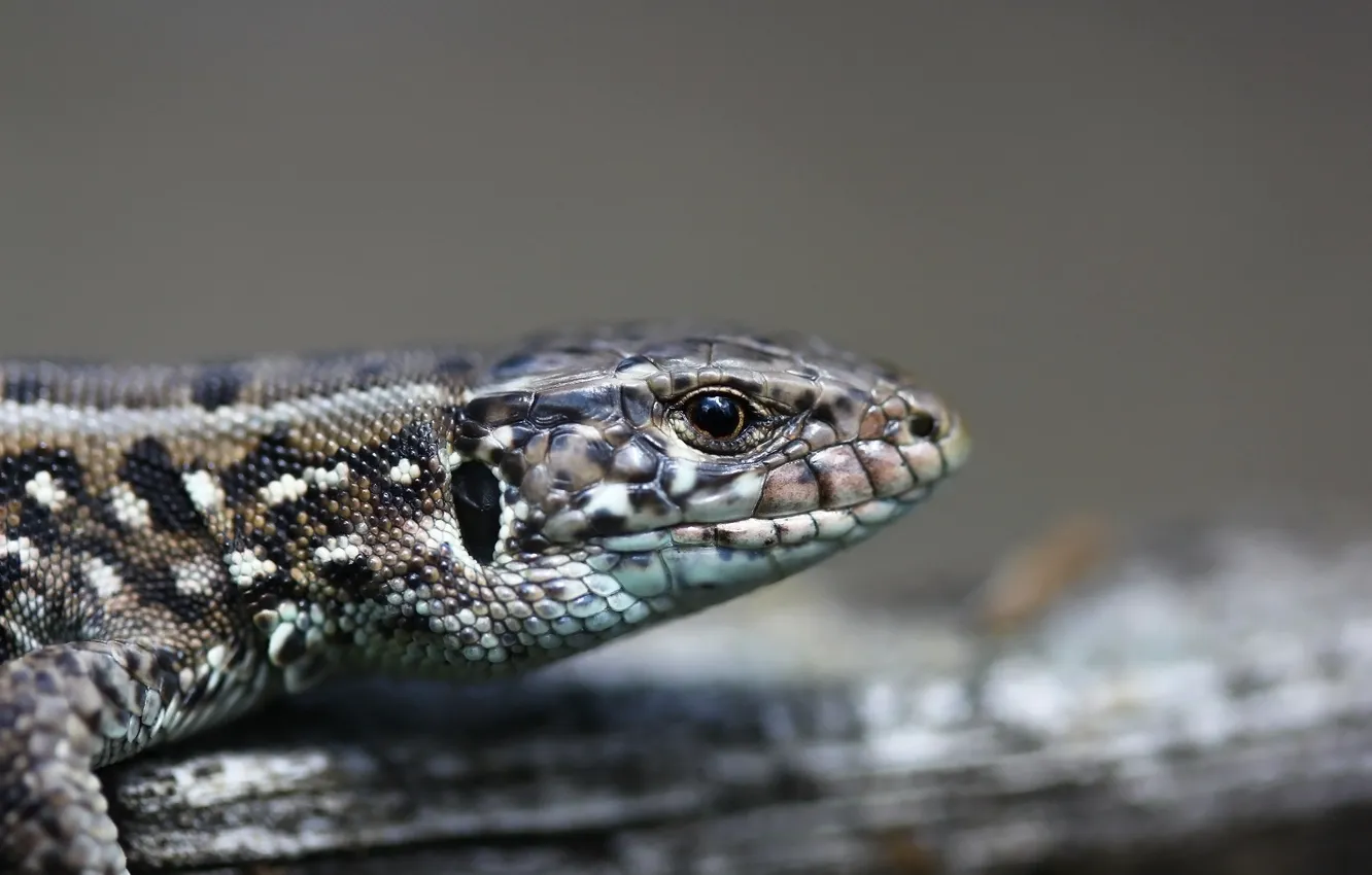 Photo wallpaper background, animal, lizard