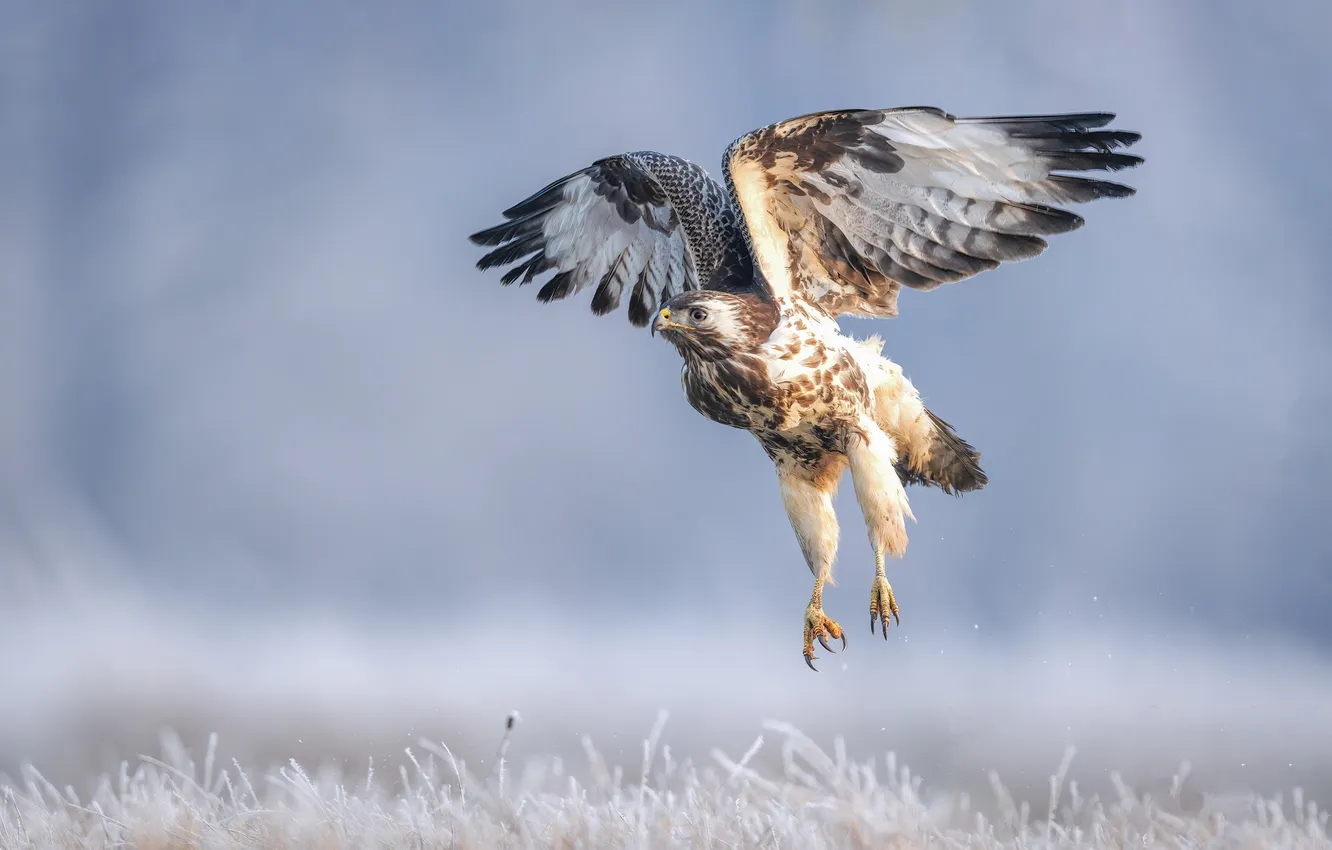 Photo wallpaper winter, frost, field, grass, snow, flight, nature, bird