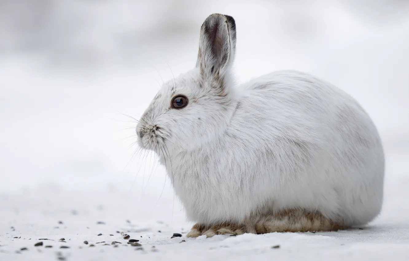 Photo wallpaper winter, look, snow, nature, hare, portrait, rabbit, white background