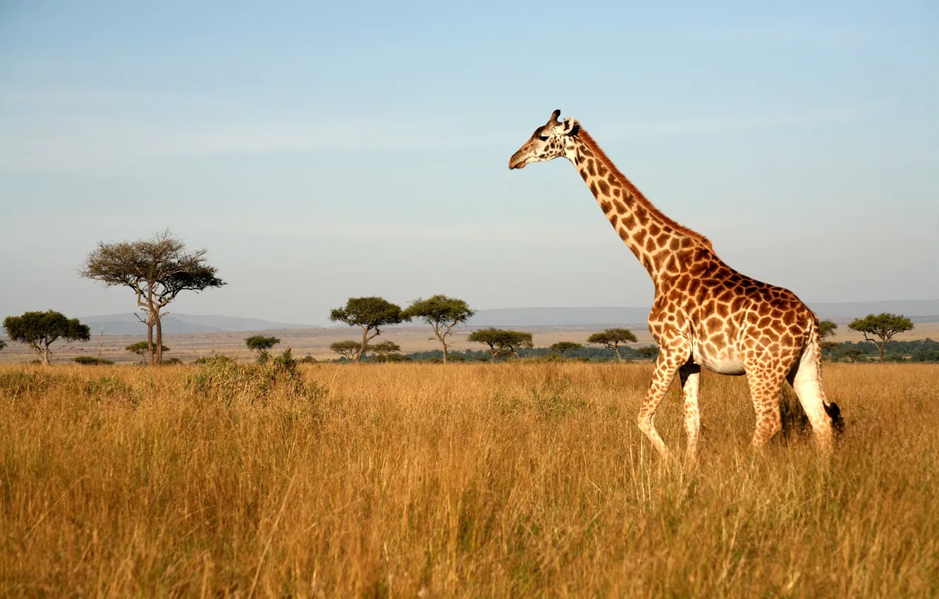Photo wallpaper field, the sky, grass, the sun, trees, landscape, nature, giraffe