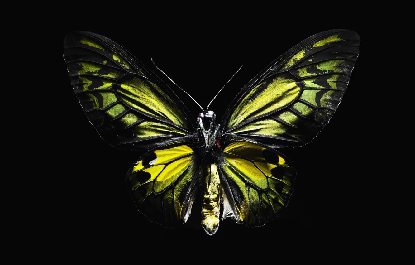 Photo wallpaper butterfly, black, wings