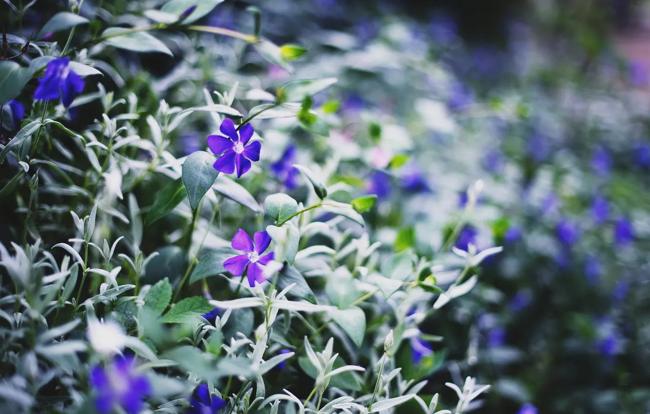 Photo wallpaper macro, flowers, nature