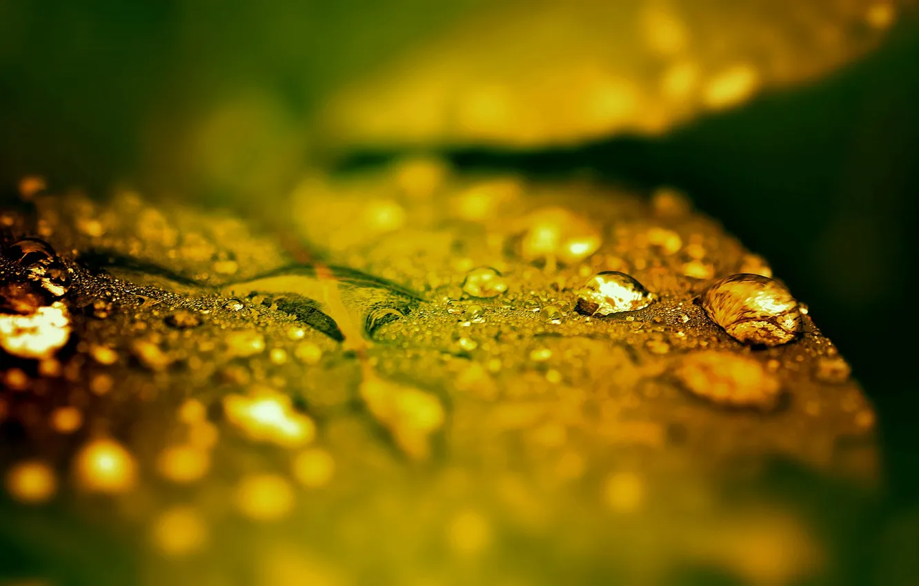 Photo wallpaper drops, macro, nature, photo, plant, color, leaf, wallpapers