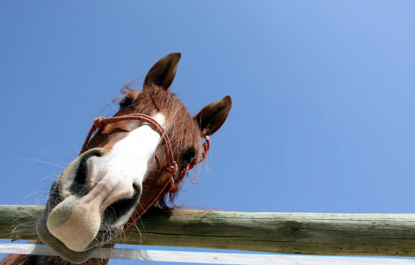 Photo wallpaper the sky, macro, horse, the fence