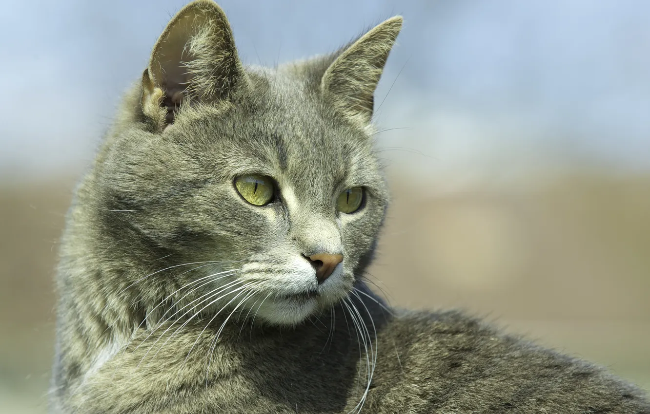 Photo wallpaper cat, cat, look, face, attention