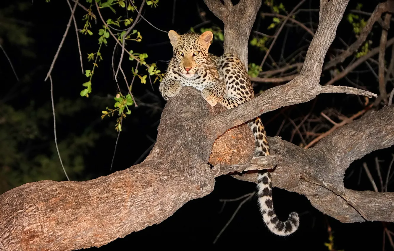 Photo wallpaper look, night, tree, predator, leopard, kitty