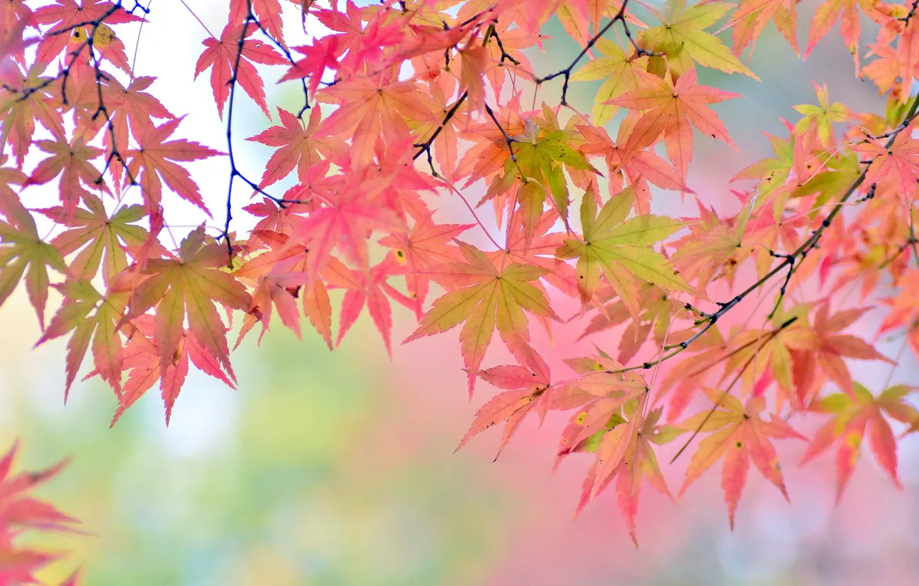 Photo wallpaper autumn, leaves, nature