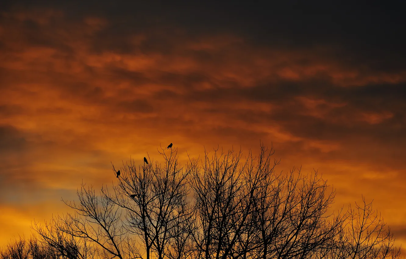 Photo wallpaper the sky, clouds, trees, birds, the evening, silhouette, glow