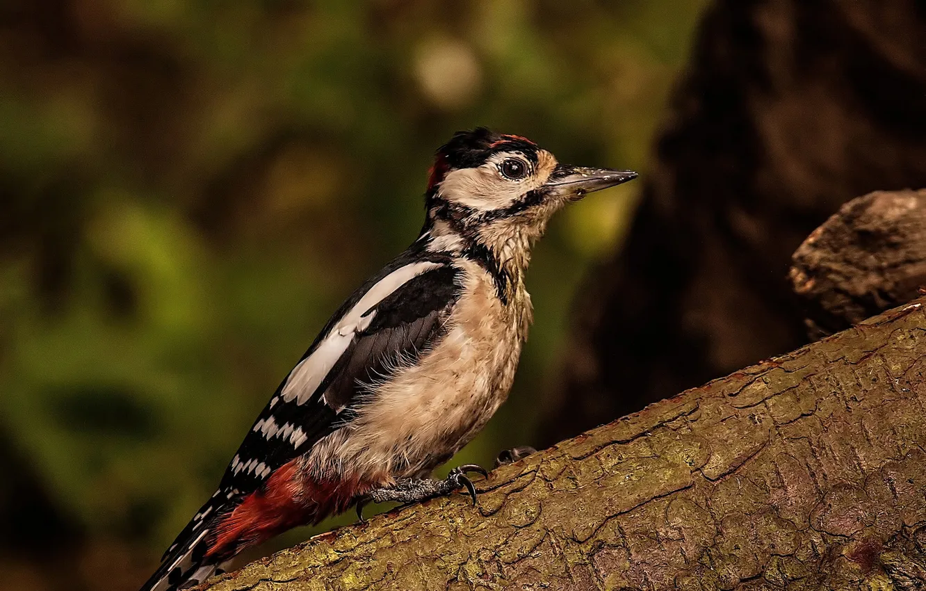 Photo wallpaper bird, woodpecker, trunk, bark