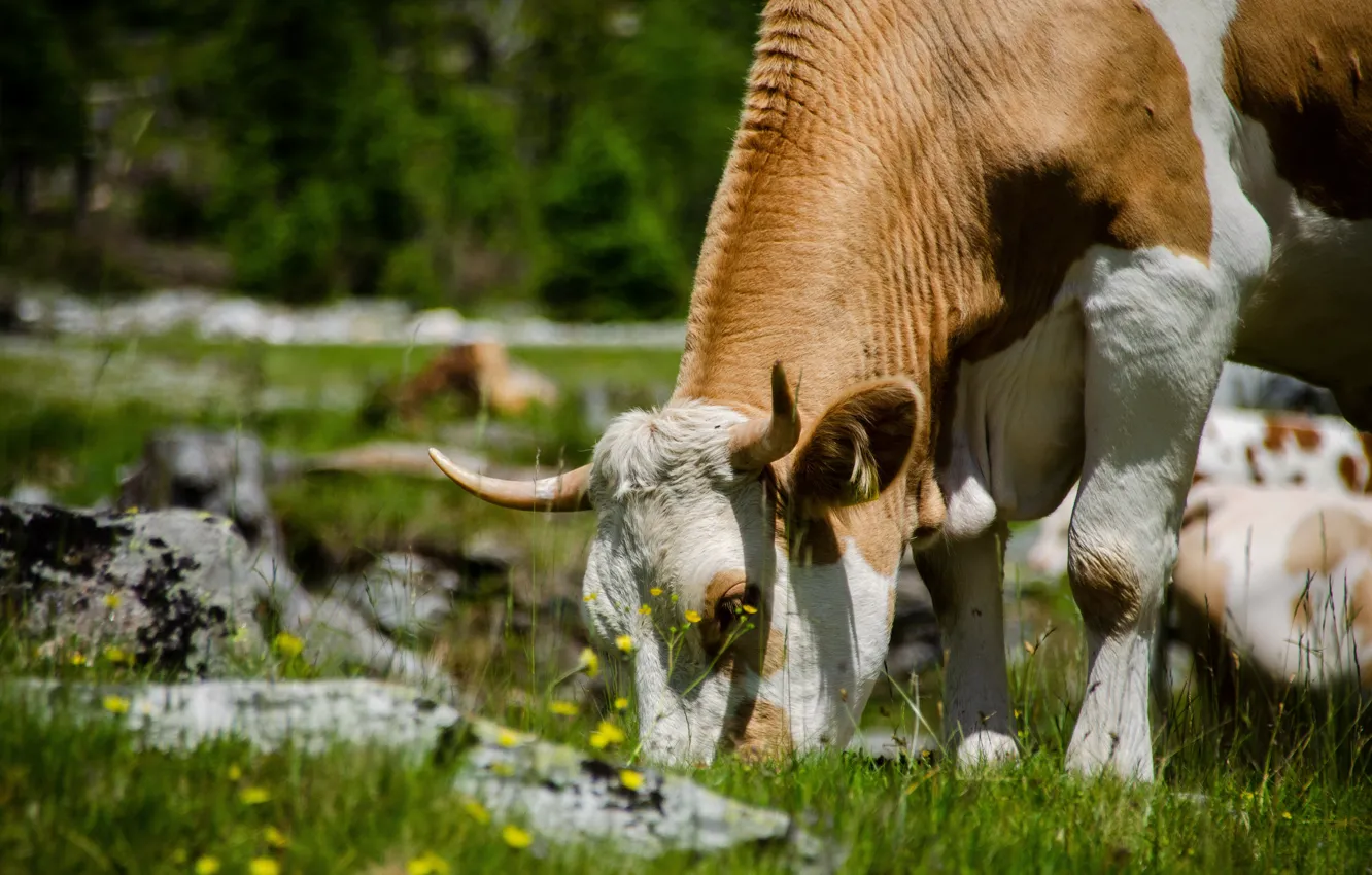 Photo wallpaper grass, face, light, flowers, stones, cows, pasture, meadow