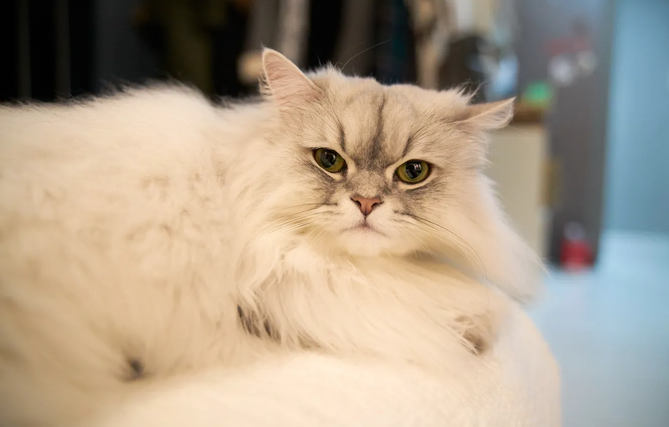 Photo wallpaper cat, white, cat, look, light, fluffy, lies, Persian