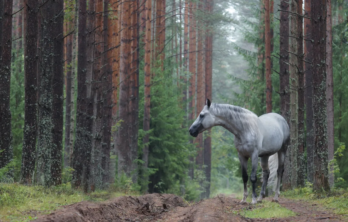 Photo wallpaper road, forest, horse, grey apples