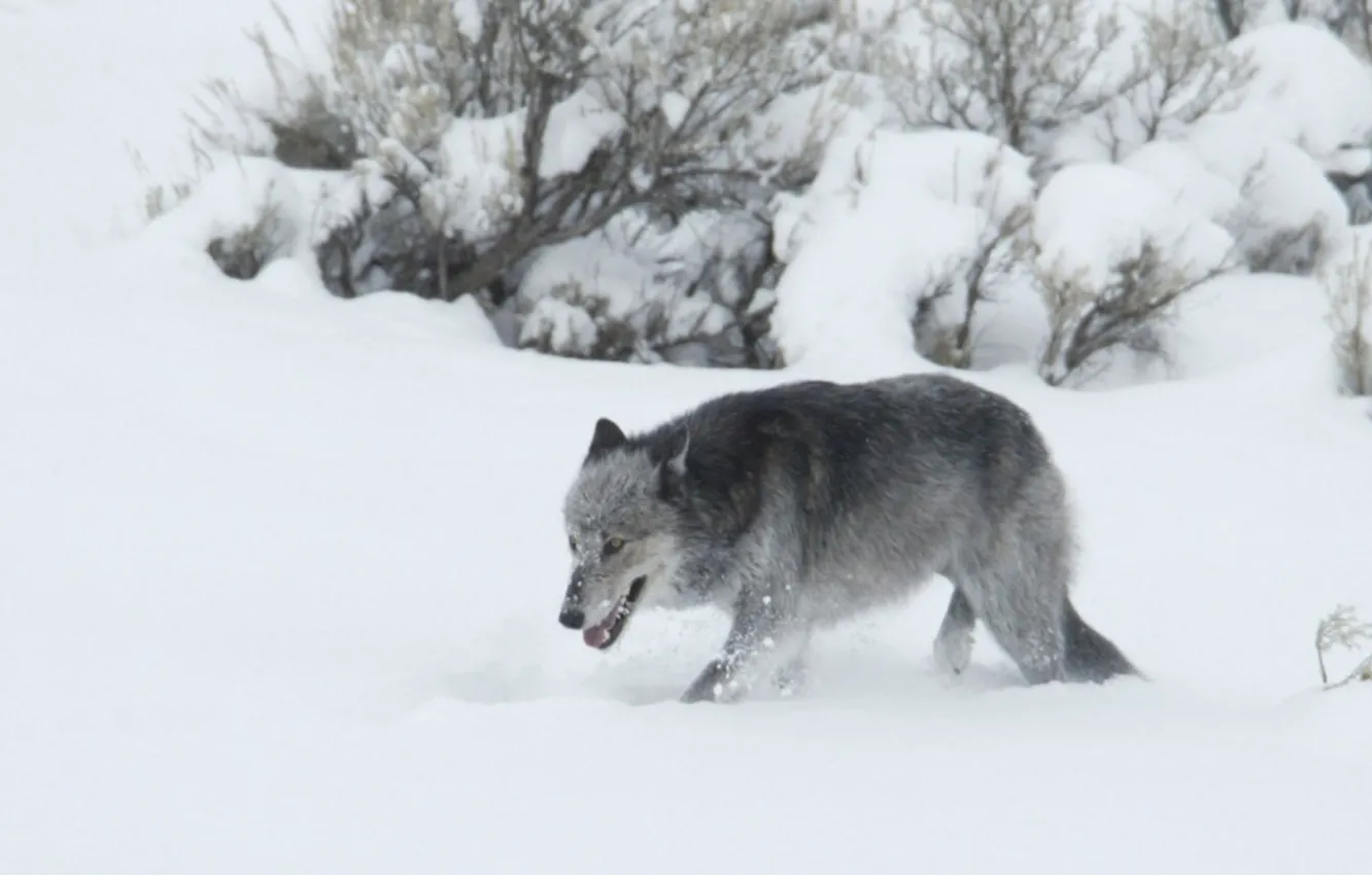 Photo wallpaper Predator, nature, animal, wolf, wildlife, portrait, portrait., Canis lupus. face