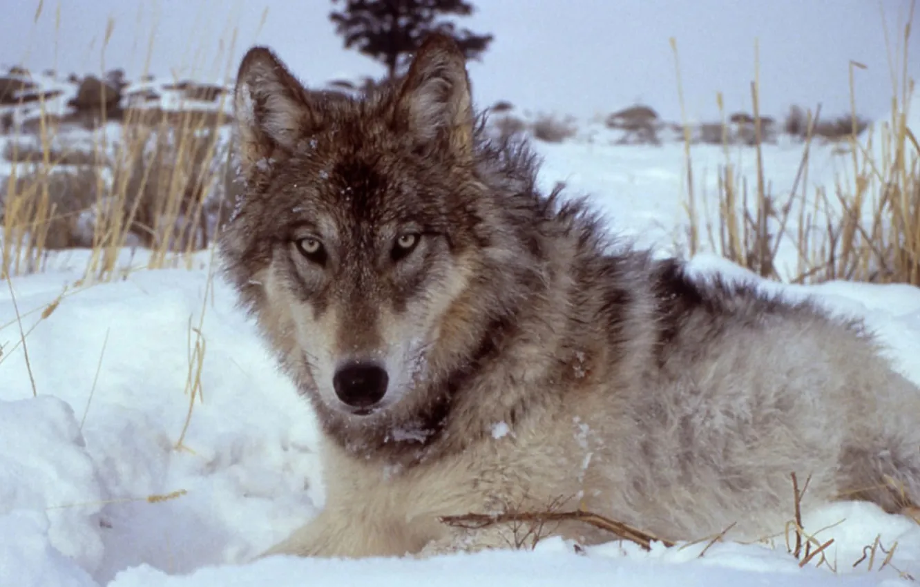 Photo wallpaper nature, Gray Wolf, face, animal, wolf, canis lupus, wildlife, head