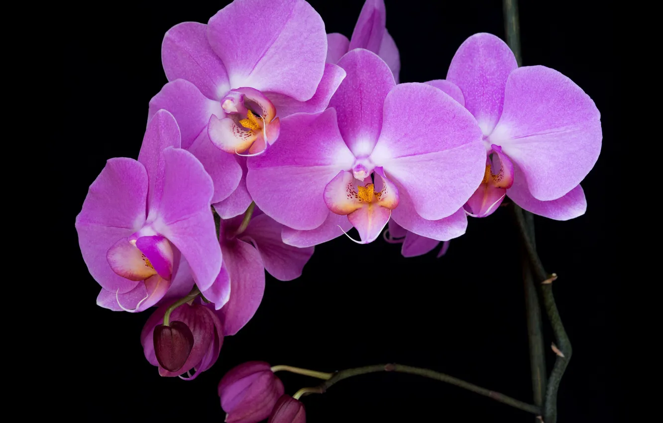 Photo wallpaper black background, Orchid, pink Orchid