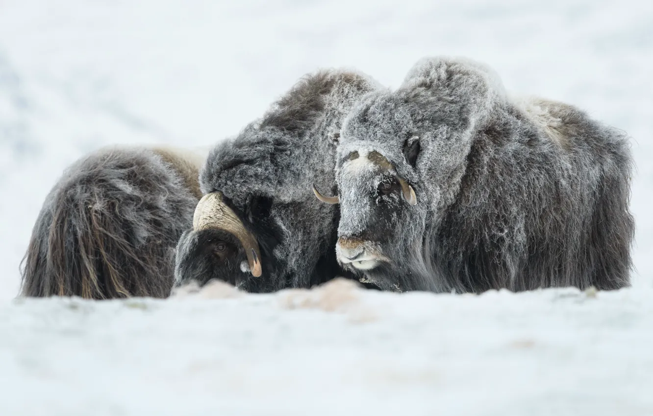Photo wallpaper winter, the herd, musk ox